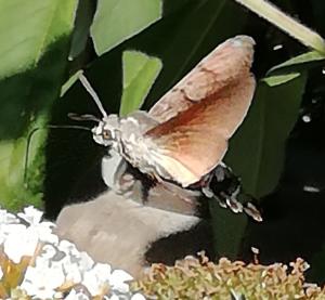 Pat 10 Kolibrivlinder